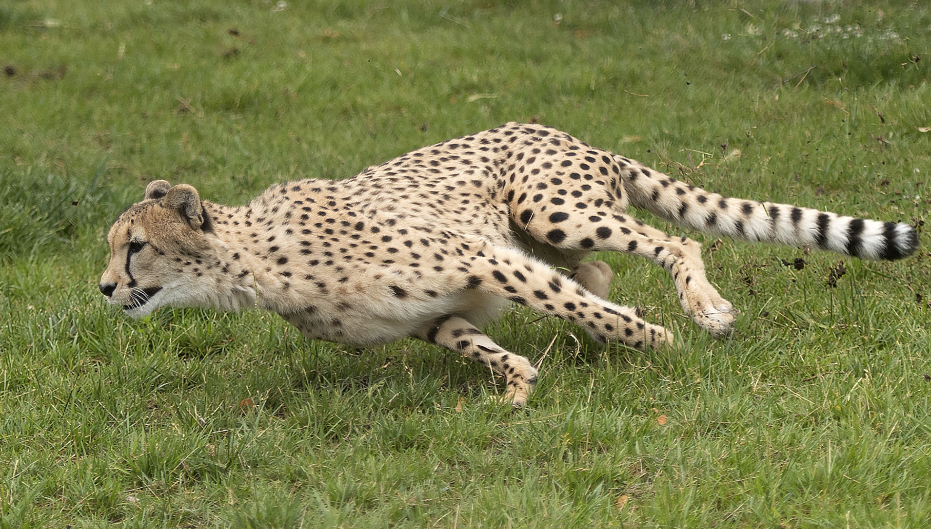cheetah race